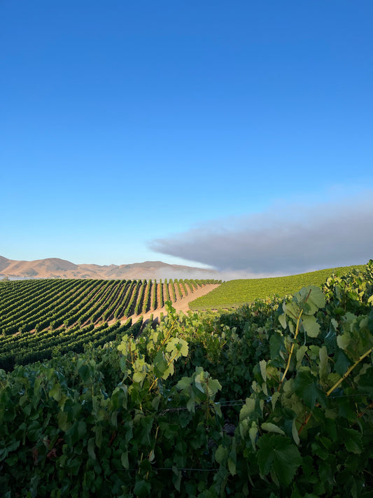 23-1 Sea Creatures Wine - Pinot Gnar - Pinot Noir